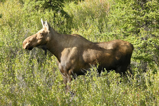 Cow Moose Wallpapers HD FREE