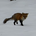 Red Fox