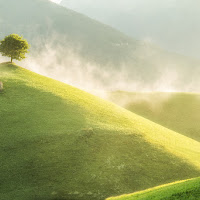 L'alberello sulla collina di 