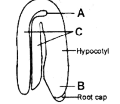 Embryo and Endosperm