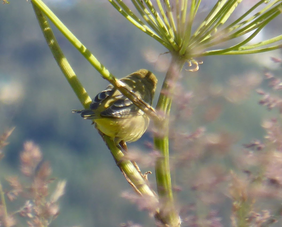 Yellow Warbler