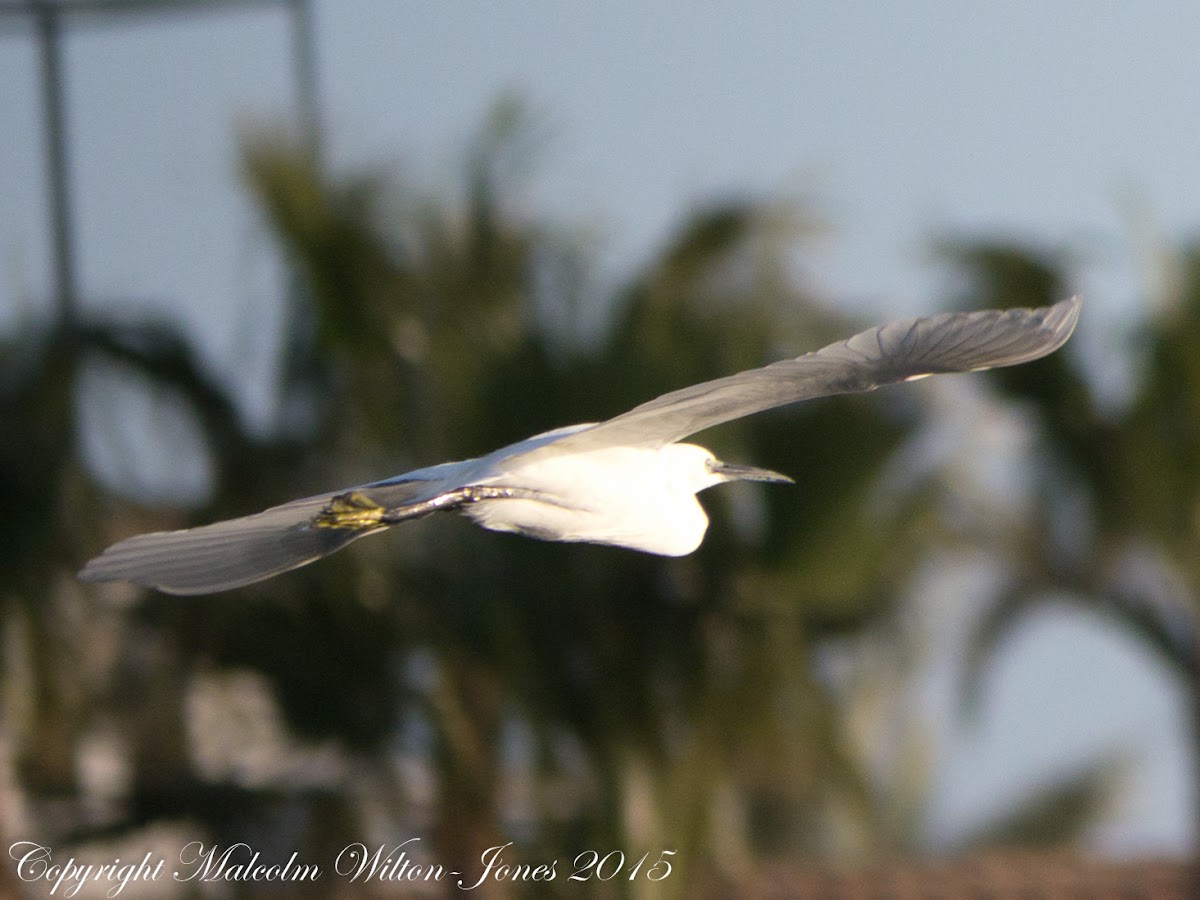 Little Egret; Garceta Común