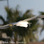 Little Egret; Garceta Común