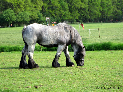 Knol