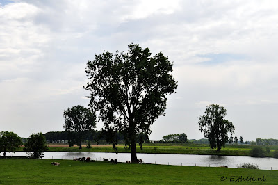 Maasdijk