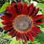 Red sunflower