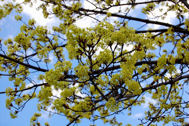 spring blooms
