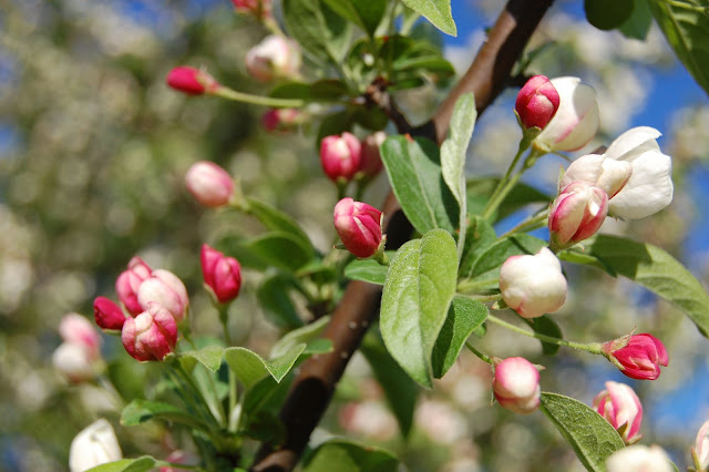 pretty budding flowers