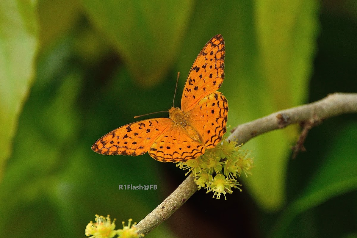 Common Leopard Butterfly