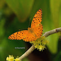 Common Leopard Butterfly