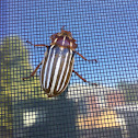 Ten lined June beetle