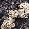 Coral Fungi