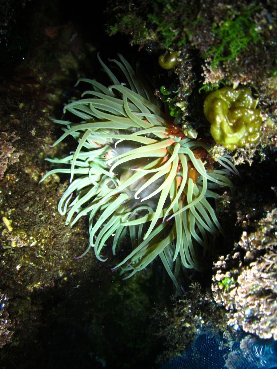 Snakelocks anemone