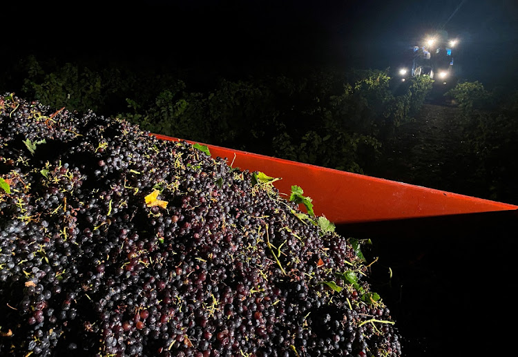 Red grapes are seen in a truck as a machine harvesting grapes drives through a vineyard during a night harvest in Valvigneres in the Ardeche department, France. File photo: CLOTAIRE ACHI/REUTERS