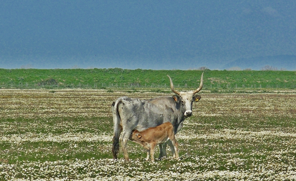 La poppata di FransuaR