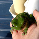 Green tree frog