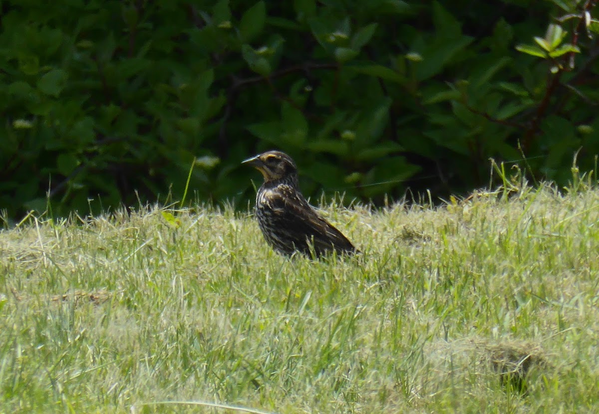 Red-winged Blackbird ♀