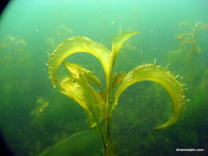 2014 and Older - Devil's Lake