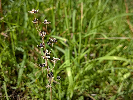 Scilla autumnalis