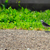 White Wagtail