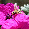 Migrant hoverfly