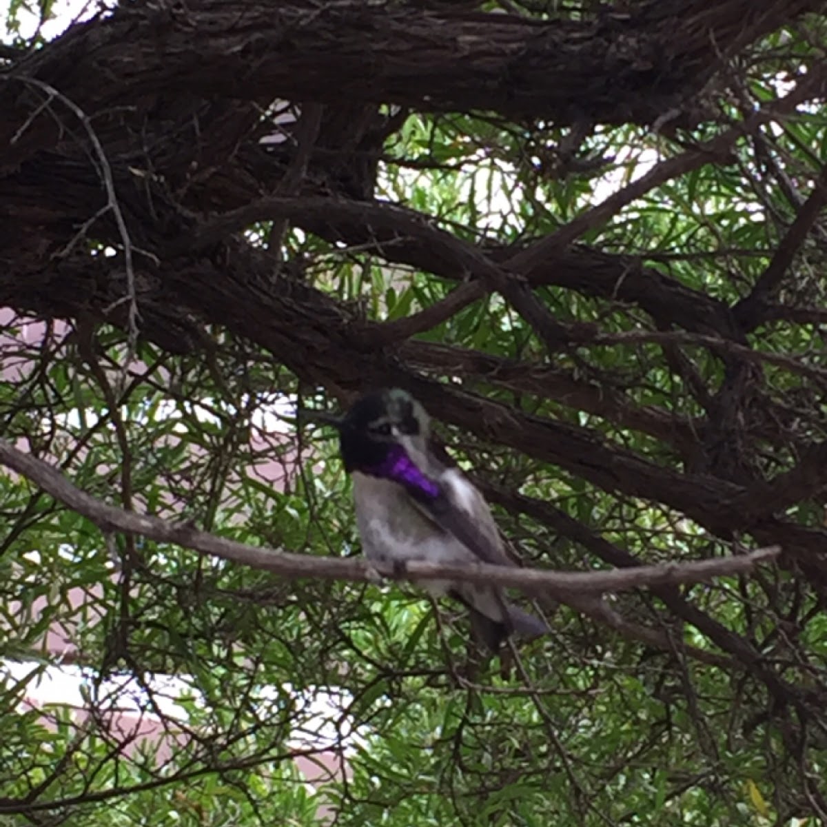 Costa's hummingbird