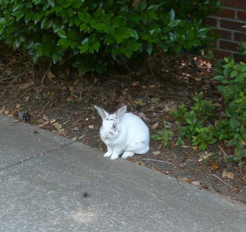 the neighbor's rabbit