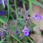 Ground Ivy