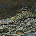 Gonodonta Caterpillar