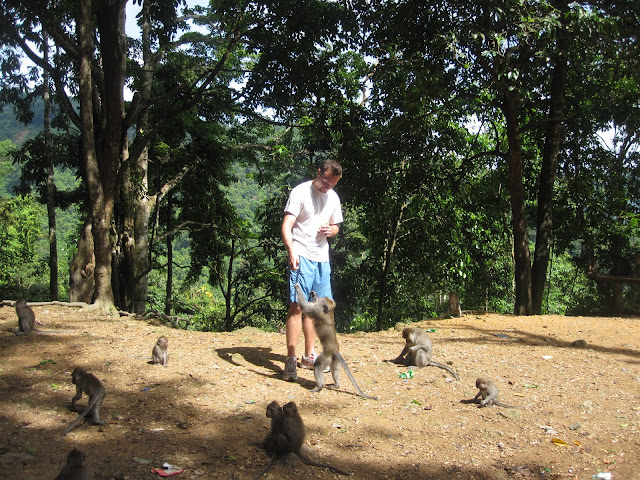 Monkey Forest on Lombok