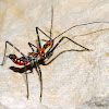 Milkweed Assassin Bug Nymph