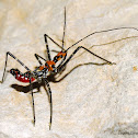 Milkweed Assassin Bug Nymph