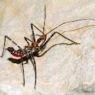 Milkweed Assassin Bug Nymph