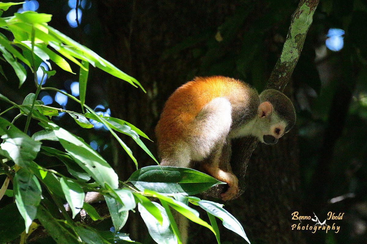 Common squirrel monkey