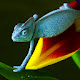 Lizard New Tab Page HD Animals Top Themes