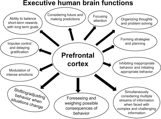 image of NIH map of executive human brain functions | importance of early childhood experiences for brain development early childhood education center east boulder county lafayette louisville nature school holistic whole person