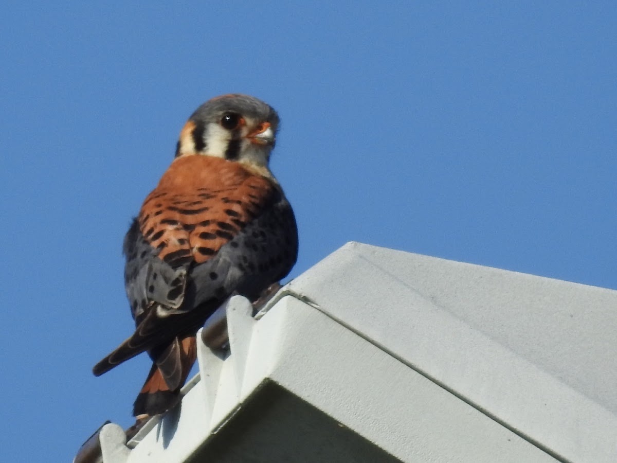 American Kestrel, male