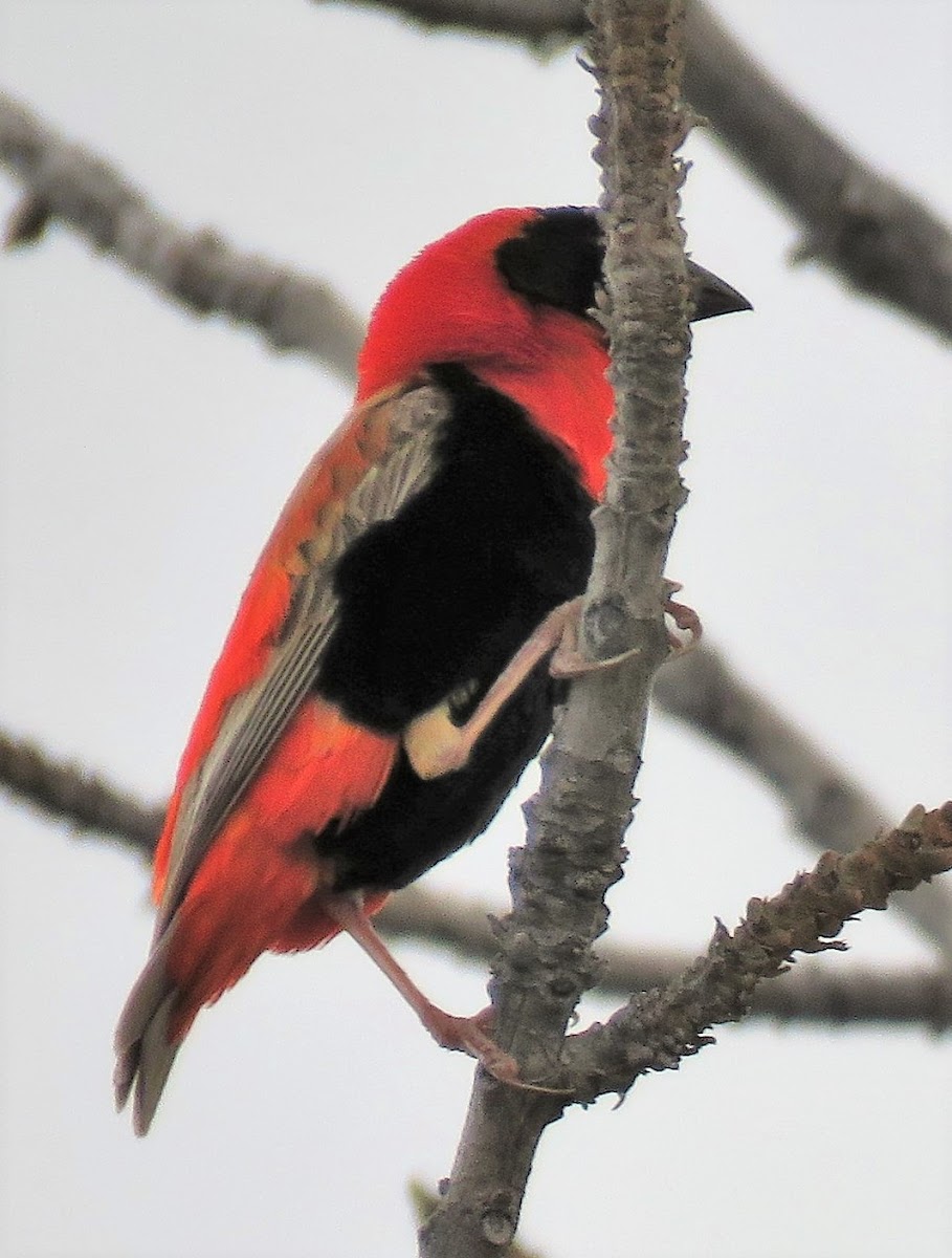 Southern Red Bishop