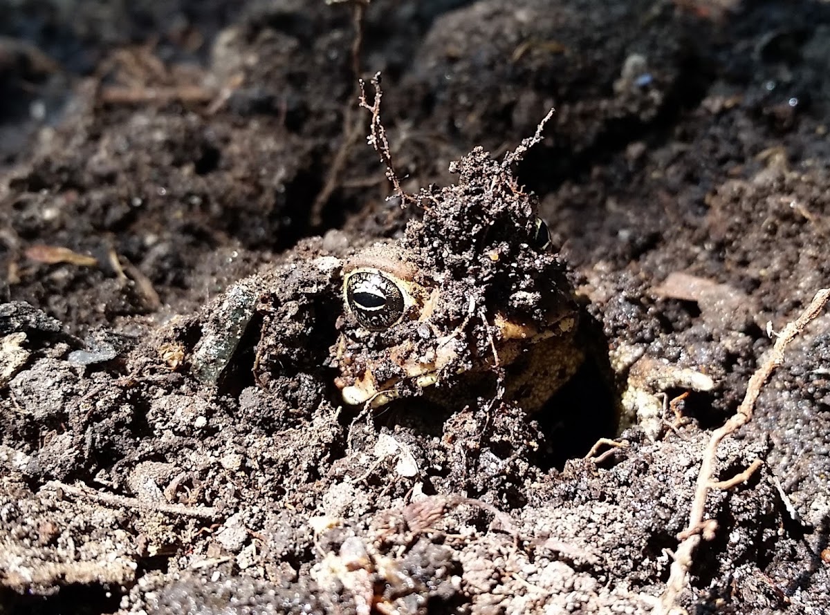 American toad