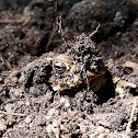 American toad