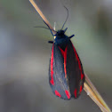 Cinnabar moth; Polilla cinabrio