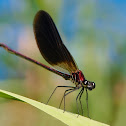 Caballito del diablo (Copper demoiselle)