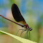 Caballito del diablo (Copper demoiselle)