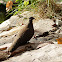 White-quilled Rock-pigeon