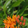 Butterfly weed