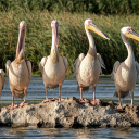 Flock of pelicans