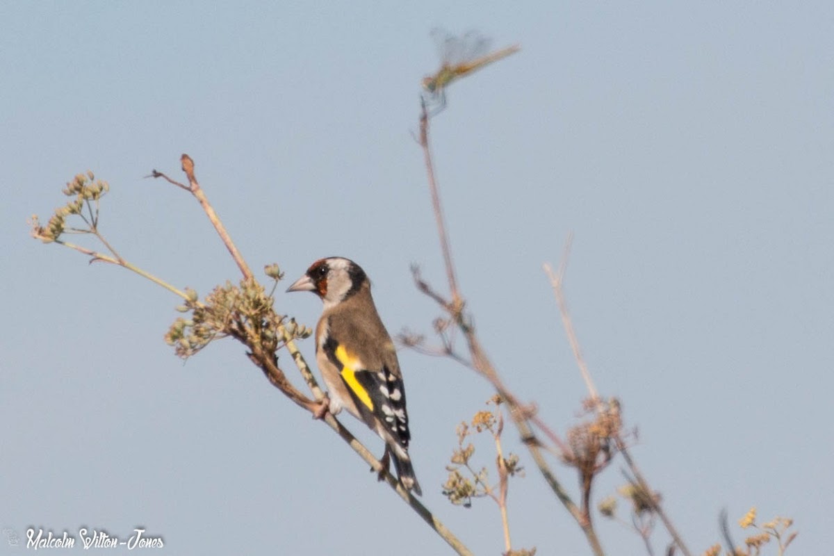 Goldfinch