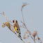 Goldfinch