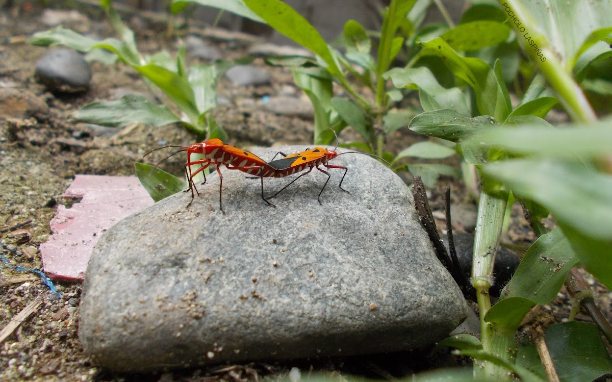 Milkweed Bug