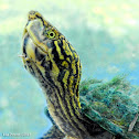 Stripe-necked musk turtle